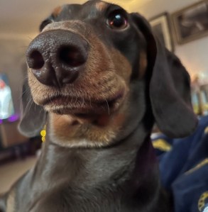 A photo of Broc dog.
